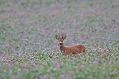 Roe deer, Capreolus vapreolus, roebuck in a clover meadow, August, Skane, Sweden 