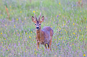  Roe deer, Capreolus vapreolus, roebuck in a meadow, August, Skane, Sweden 