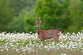  Roe deer, Capreolus capreolus, roebuck in flower meadow, Schleswig-Holstein, Germany 