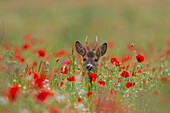 Junger Rehbock (Capreolus capreolus), Rehbock in einem Klatschmohnfeld, Juni, Mecklenburg-Vorpommern, Deutschland