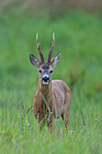  Roe deer, Capreolus vapreolus, roebuck in a meadow, July, Skane, Sweden 
