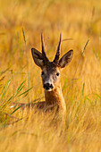 Junger Rehbock (Capreolus capreolus) im Feld, Bock, Portrait, Skåne, Schweden
