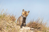  Red fox, Vulpes vulpes, pup, spring, Schleswig-Holstein, Germany 