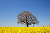 English oak, Quercus robur, solitary oak in a rapeseed field, Schleswig-Holstein, Germany 