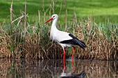  White Stork, Ciconia ciconia, adult bird searching for food in a pond, Schleswig-Holstein, Germany 