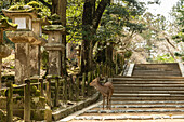 Sacred deer standing on long stairs in Nara Park, Japan.