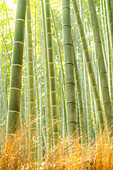 The famous lush green Arashiyama Bamboo Grove in Japan.