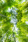 The famous lush green Arashiyama Bamboo Grove in Japan.