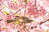 Closeup of a brown-eared bulbul (Hypsipetes amaurotis) in a sakura cherry blossom tree, Tokyo, Japan.