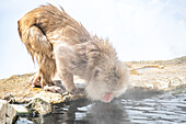 Snow Monkey (Japanese macaque) drinking from the hot spring of Jigokudani Yaen-Koen Snow Monkey Town, Shiga Kogen, Nagano, Japan.