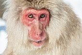 Portrait of an old Snow Monkey (Japanese macaque). Jigokudani Yaen-Koen Snow Monkey Town, Shiga Kogen, Nagano, Japan.