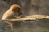 Snow Monkey (Japanese macaque) eating seeds, holding on to a rock of the onsen in Jigokudani Yaen-Koen Snow Monkey Town, Shiga Kogen, Nagano, Japan.