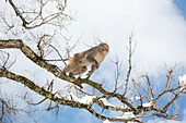 Snow Monkey (Japanese macaque) jumping to another branch at the Jigokudani Yaen-Koen Snow Monkey Town, Shiga Kogen, Nagano, Japan.