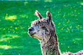  The alpaca (Vicugna pacos), also known as the pako, is a domesticated camel species native to the South American Andes. Here, in a meadow near the Reischlhof farm. 