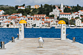 A jetty in the harbor of Rogoznica with a seagull. Croatia