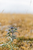 Distel in Kroatien, Steppe