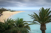  View through palm trees to Playa del Matorral and the lighthouse Faro de Morro Jable, Morro Jable, Fuerteventura, Canary Islands, Spain, Europe 