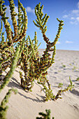  Vegetation on the white sand dunes in the &quot;Parque Natural de Corralejo&quot;, Fuerteventura, Canary Islands, Spain, Europe 