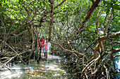 People exploring mangrove,Grand Cul-de-sac Marin,Vieux-Bourg, Morne-a-l'eau, Grande-Terre, Guadeloupe, overseas region of France,Leewards Islands, Lesser Antilles, Caribbean