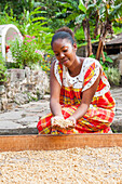 Employee showing coffee beans drying at "Habitation La Griveliere", former coffee and cocoa plantation, nowadays an ecomuseum, Vieux-Habitants, Basse-Terre, Guadeloupe, overseas region of France,Leewards Islands, Lesser Antilles, Caribbean