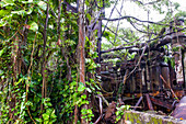 Former sugar factory of County overtaken by vegetation, Sainte-Rose, Basse-Terre, Guadeloupe, overseas region of France,Leewards Islands, Lesser Antilles, Caribbean
