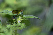 Beautiful Demoiselle on leaves, Farnham, Geeat Britain