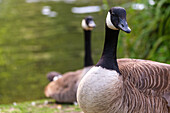Kanadagänse (Branta canadensis) am Fluss Wey, Guildford, bei London, Surrey, Großbritannien