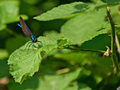 Prachtlibelle (Calopterygidae), auf Blatt, Guildford, Surrey, Großbritannien
