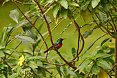 Nördlicher Doppelhalsnektarvogel (Cinnyris reichenowi), Nektarvögel (Nectariniidae), Yaounde, Kamerun, Afrika