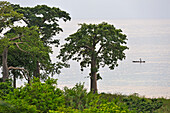 Afrikanischer Affenbrotbaum oder Baobab (Adansonia digitata), Nordküste der Insel Sao Tome, Republik São Tomé und Príncipe, Afrika