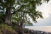 Afrikanischer Affenbrotbaum oder Baobab (Adansonia digitata), Nordküste der Insel Sao Tome, Republik São Tomé und Príncipe, Afrika