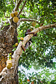 Kid in a jackfruit tree (Artocarpus heterophyllus) near the village of Praia das Conchas, in the northern part of Sao Tome Island, Republic of Sao Tome and Principe,Africa
