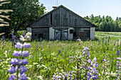  Old factory hall on a meadow, Lithuania 