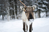 Reindeer arctic circle, Lapland, Finland
