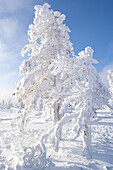 Snow covered sprucetree in Rissitunturi national park Finland