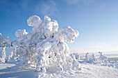 Snow covered sprucetree in Rissitunturi national park Finland