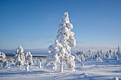 Snow covered sprucetree in Rissitunturi national park Finland