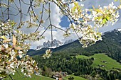  Hiking trail near St. Magdalena in the Villnößtal valley with the Geisler peaks, Dolomites, South Tyrol, Italy 