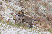  Red fox, Vulpes vulpes, pups at the den, spring, Mecklenburg-Western Pomerania, Germany 