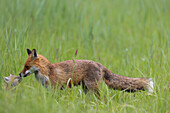  Red fox, Vulpes vulpes, female with pups, spring, Mecklenburg-Western Pomerania, Germany 