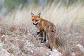  Red fox, Vulpes vulpes, female with pups, spring, Mecklenburg-Western Pomerania, Germany 