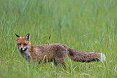  Red fox, Vulpes vulpes, in a meadow, Schleswig-Holstein, Germany 
