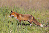  Red fox, Vulpes vulpes, in a meadow, Schleswig-Holstein, Germany 