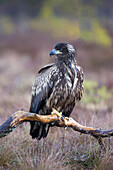  White-tailed eagle, Haliaeetus albicilla, juvenile sitting on a branch in a moor, Smaland, Sweden 