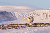  Reindeer, Rangifer tarandus, in snowy landscape, winter, Svalbard, Norway 