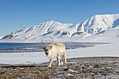  Reindeer, Rangifer tarandus, in snowy landscape, winter, Svalbard, Norway 