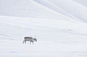  Reindeer, Rangifer tarandus, in snowy landscape, winter, Svalbard, Norway 