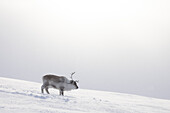  Reindeer, Rangifer tarandus, in snowy landscape, winter, Svalbard, Norway 