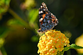 Distelfalter (Vanessa cardui), Schmetterling auf Blume, Matruh, Ägypten