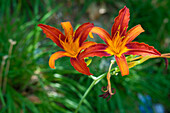  Hemerocallis fulva orange Taglilie, Madrid, Spanien 